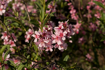 Pink flowers in the garden