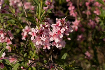 Pink flowers in the garden