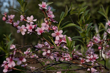Pink flowers in the garden