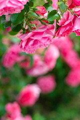 Roses. Rose bush in nature. Greeting card with roses. High quality photo.