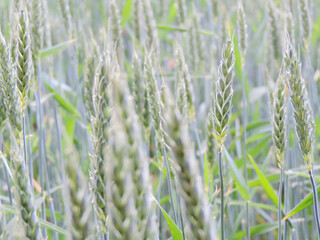 nature, Germany, Hattingen, trees, flowers, green, Himmel, Deutschland, auf dem Land, Natur, Ruhr-Gebiet, Ruhr river