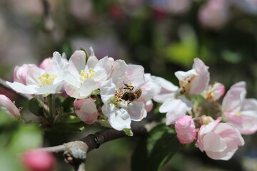 Fototapeta na wymiar Apfelblüte im Frühling mit Biene