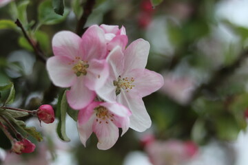 Fototapeta na wymiar Apfelblüte im Frühling