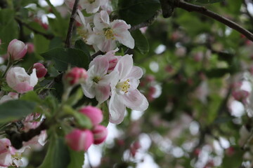 Apfelblüte im Frühling