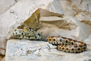 Leopard Snake - Zamenis situla, beautiful colored snake from South European rocks and bushes, Pag...