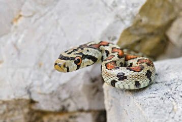 Leopard Snake - Zamenis situla, beautiful colored snake from South European rocks and bushes, Pag island, Croatia.