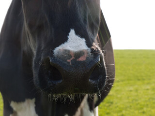 Close-up of the nose of a black and white cow in green fresh grass