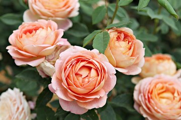 한국 과천 서울대공원(동물원)입니다