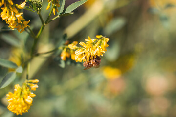 kleine Biene auf gelben Wildblume