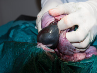 A puppy is born through an incision in the uterus during a cesarean section by a vet