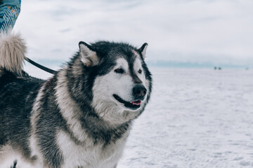 dog sled in winter, husky