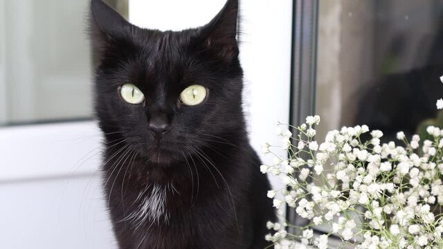 Black cat hunts on a windowsill. Sitting and look at camera