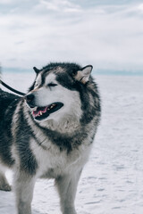 dog sled in winter, husky