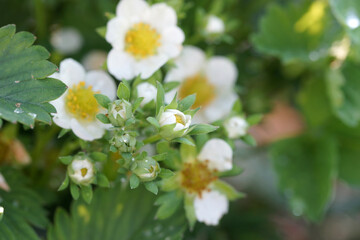 Blooming strawberry garden in the garden on a sunny evening