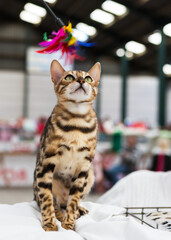 Bengal cat at the cat show is playing with cat toy. © Fizzone Photo