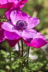 アネモネの花 春のイメージ