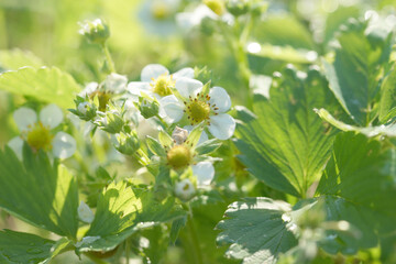 Blooming strawberry garden in the garden on a sunny evening