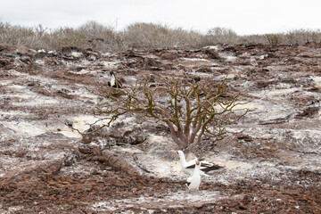 Vampire birds Galapagos Island