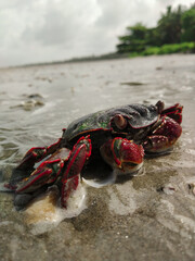 A black and red crab freshwater crab on a beach