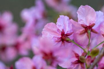 Fototapeta na wymiar 桜の花　日本の春のイメージ