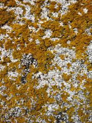 Orange moss patches growing over a concrete surface on a sunny noon.