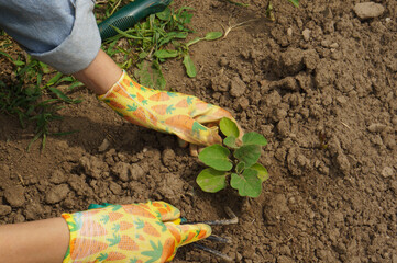 Close-up of a girl in gloves cultivates the soil with a garden tool. Ground treatment for planting...
