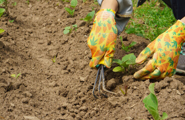 Close-up of a girl in gloves cultivates the soil with a garden tool. Ground treatment for planting...