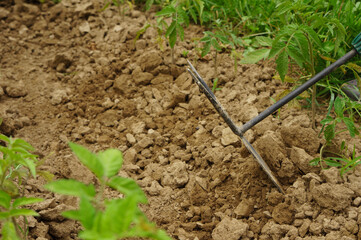 Close-up of a girl in gloves cultivates the soil with a garden tool. Ground treatment for planting care. Agriculture concept. Worker in gloves in the garden.