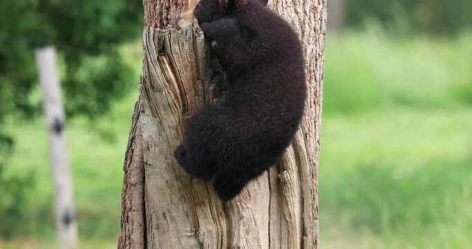 Young American black bear climbs a tree trunk