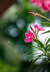 A honey bee wondering around the flower.