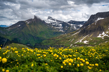 Gelbe Trollblume auf B&auml;ttenalpburg mit Blick zur Axalp, G&auml;rstenhoren und Schwarzhoren
