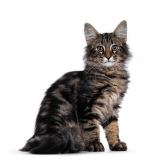 Cute young black tabby blotched Norwegian Forestcat kitten, sitting side ways. Looking with green / brown eyes towards camera. Isolated on white background.