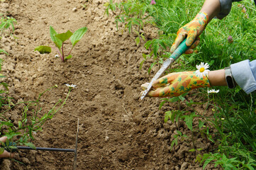 Close-up of a girl in gloves cultivates the soil with a garden tool. Ground treatment for planting...