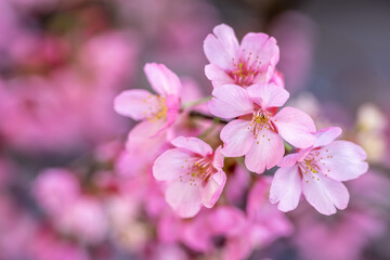 桜の花　日本の春のイメージ