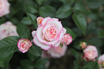 한국 과천 서울대공원(동물원)입니다