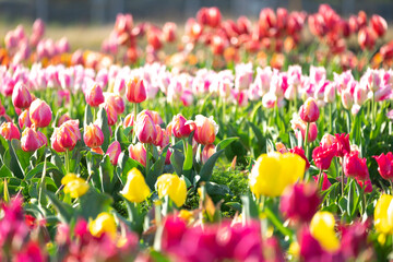 チューリップ畑　春のイメージ