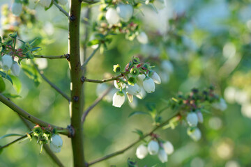 Blooming blueberries on a sunny evening