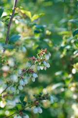 Blooming blueberries on a sunny evening