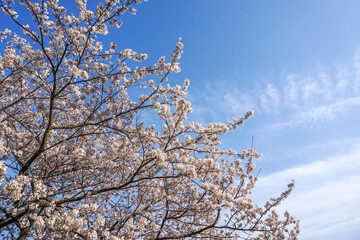 桜の花　日本の春のイメージ