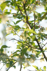 Blooming blueberries on a sunny evening