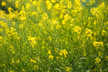 菜の花畑　春のイメージ
