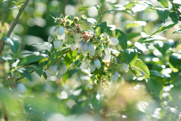 Blooming blueberries on a sunny evening
