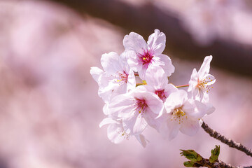 桜の花　日本の春のイメージ