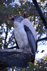 King vulture, Sarcoramphus papa in Frankfurt zoo