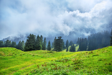 Low clouds covering pine forest in mountains in Swiss Alps.