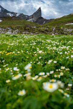 Gipfel des markanten Schwabhoren im Berner Oberland mit Wildblumenwiese