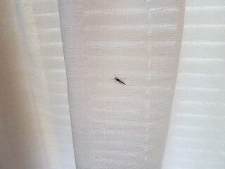 mosquito insect on white cloth fabric or curtain
