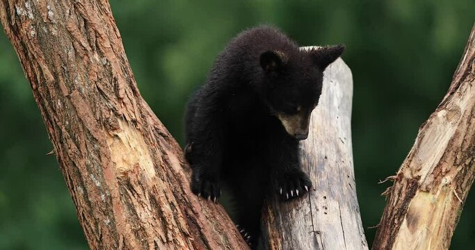 Young American black bear climbs a tree trunk
