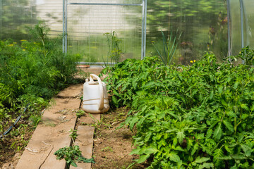 Photo of the inner space of a homemade village greenhouse, made of plexiglass with bushes of potato and  dill. The watering can stands on a wooden path between beds