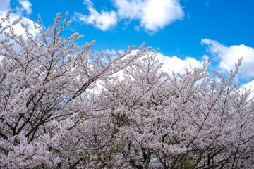 桜の花　春のイメージ